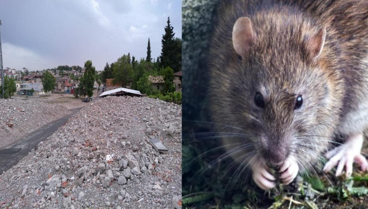 K.MARAŞ HAŞERE VE FARE YUVASINA DÖNDÜ