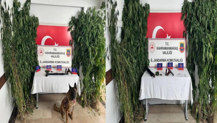 JANDARMA NARKOTİK KÖPEĞİ ULAK OPERASYONLARDA AKTİF ROL OYNUYOR